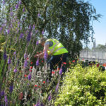 North Walsham In Bloom photo