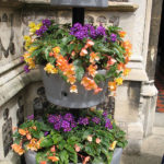 north walsham in bloom 24th june 2015 r