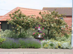 north walsham in bloom 24th june 2015 r