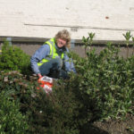 north walsham in bloom 30th june 2015 z