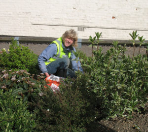 north walsham in bloom 30th june 2015 z