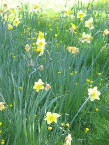 north walsham in bloom 30th june 2015 z