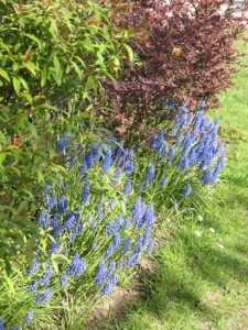 north walsham in bloom 30th june 2015 z