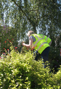 north walsham in bloom 30th june 2015 z