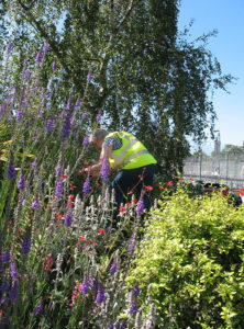north walsham in bloom 30th june 2015 z