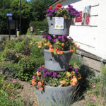 north walsham in bloom 30th june 2015 z