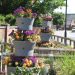 north walsham in bloom 30th june 2015 z