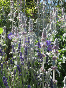 north walsham in bloom 30th june 2015 z