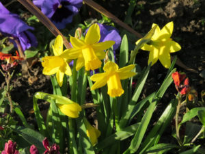 north walsham in bloom