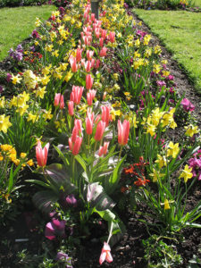 north walsham in bloom