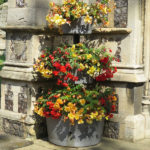 north walsham in bloom