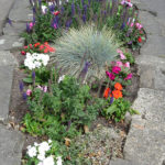 north walsham in bloom