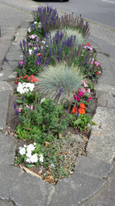 north walsham in bloom