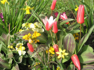 north walsham in bloom