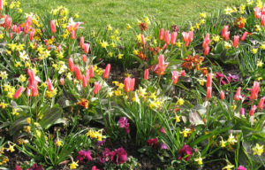 north walsham in bloom