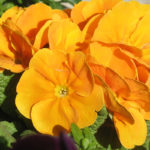 orange_flower